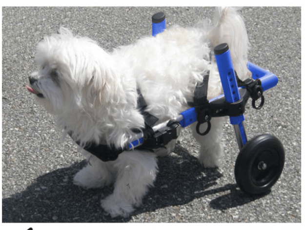 Chariot Pour Chat Handicape Kadonation Com